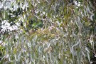 Live Plant Image