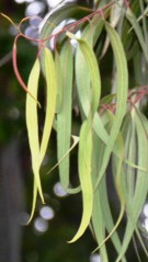 Live Plant Image