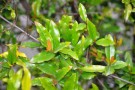 Live Plant Image