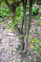 Live Plant Image