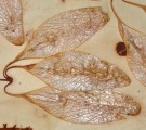 Live Plant Image