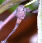 Live Plant Image