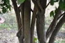 Live Plant Image