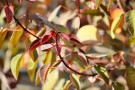 Live Plant Image