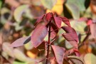 Live Plant Image