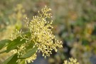 Live Plant Image