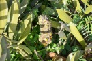 Live Plant Image
