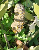 Live Plant Image