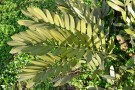 Live Plant Image