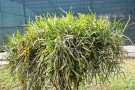 Live Plant Image