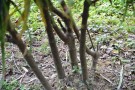 Live Plant Image