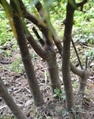 Live Plant Image