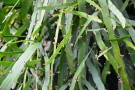 Live Plant Image