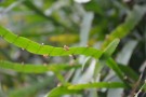Live Plant Image