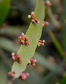 Live Plant Image