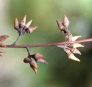 Live Plant Image