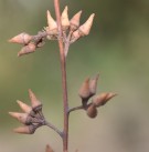 Live Plant Image
