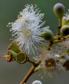 Live Plant Image