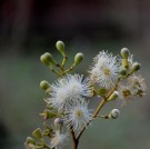 Live Plant Image