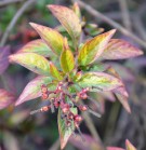 Live Plant Image