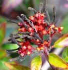 Live Plant Image
