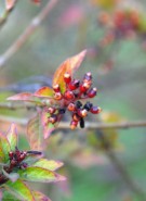 Live Plant Image