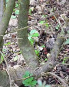 Live Plant Image