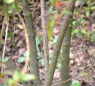 Live Plant Image