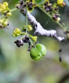 Live Plant Image