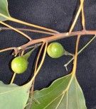 Live Plant Image