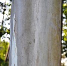 Live Plant Image