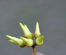 Live Plant Image