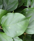 Live Plant Image