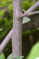 Live Plant Image