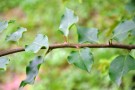 Live Plant Image
