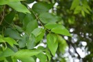 Live Plant Image