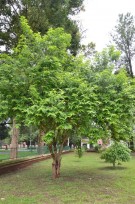 Live Plant Image