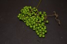 Live Plant Image