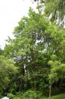 Live Plant Image