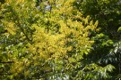 Live Plant Image