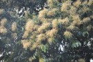 Live Plant Image