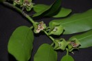Live Plant Image