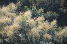 Live Plant Image