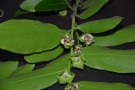 Live Plant Image