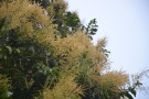 Live Plant Image
