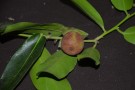 Live Plant Image