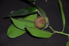 Live Plant Image