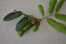 Live Plant Image
