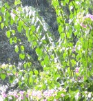 Live Plant Image