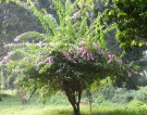 Live Plant Image